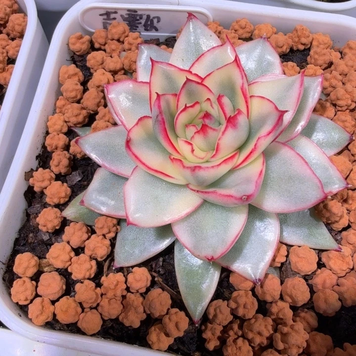 吉赛尔锦多肉植物