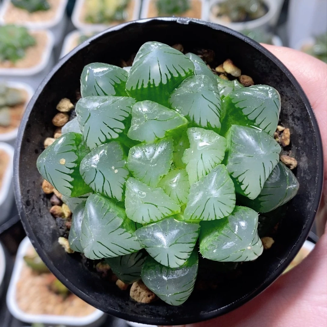 翠玉露多肉植物多肉植物