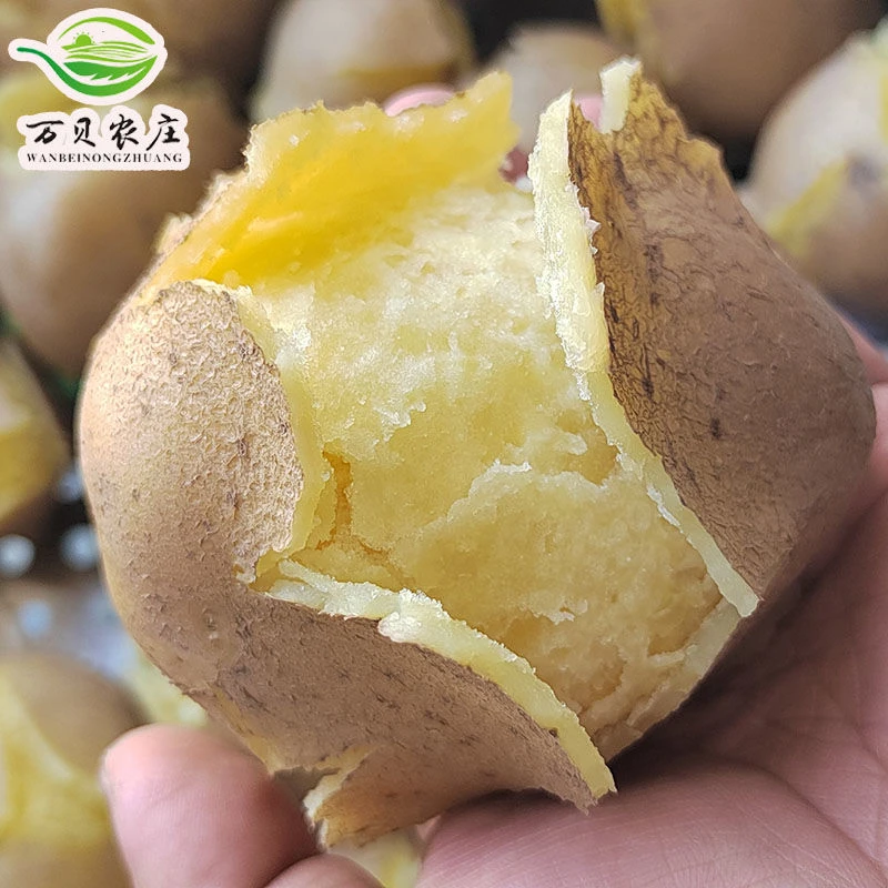 万贝农庄  2025甘肃定西新鲜沙面高山黄心土豆洋芋蒸煮爆皮马铃薯