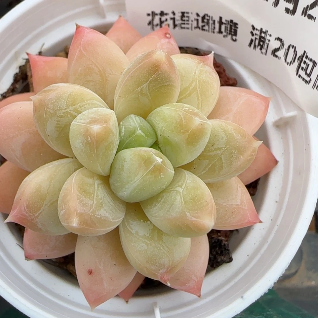 花语逸镜0226-280