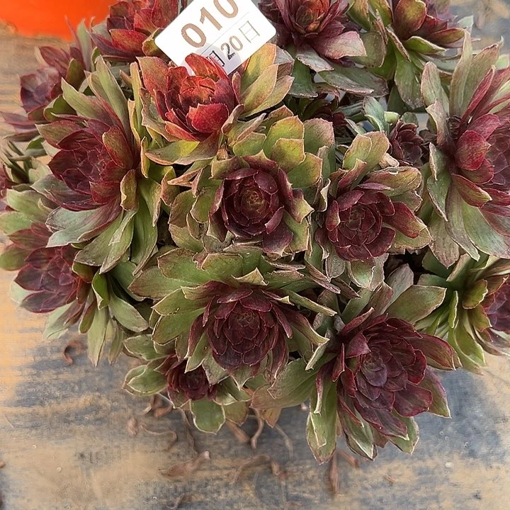 1.20-10红霞多肉植物