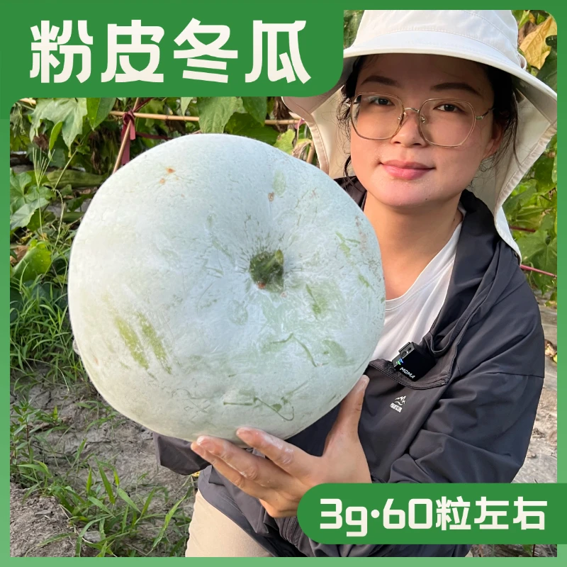 中型粉皮冬瓜种子甄选满地爬抗病毛节冬瓜种籽全国春季小菜园种植