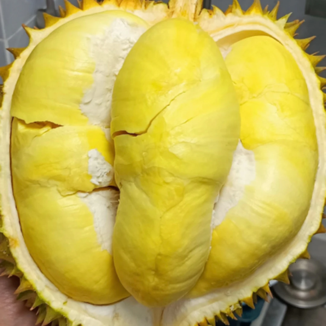 【同城配送3】液氮金枕榴莲（一物一拍）