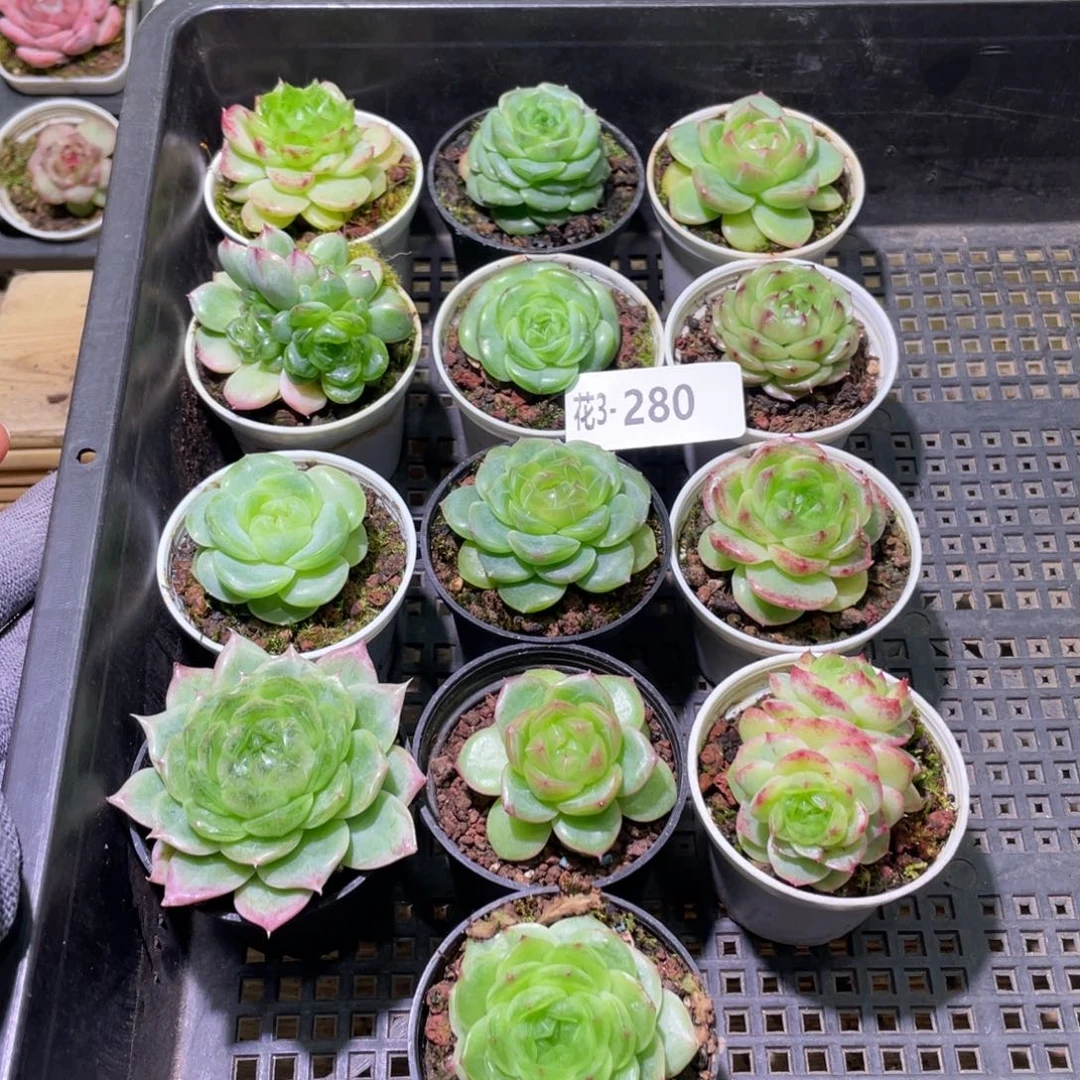 花利美3-280框拍13颗