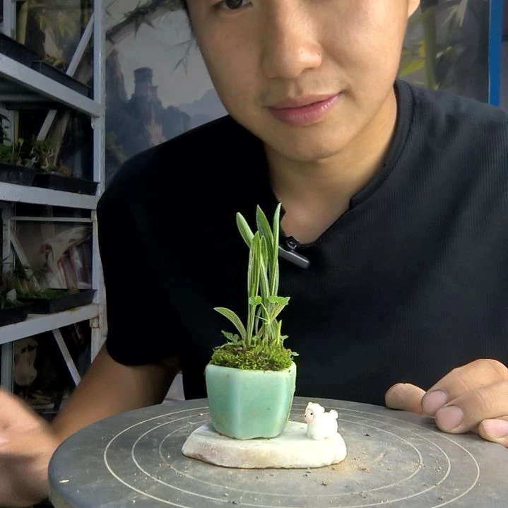 A***n中青园艺一物一拍104