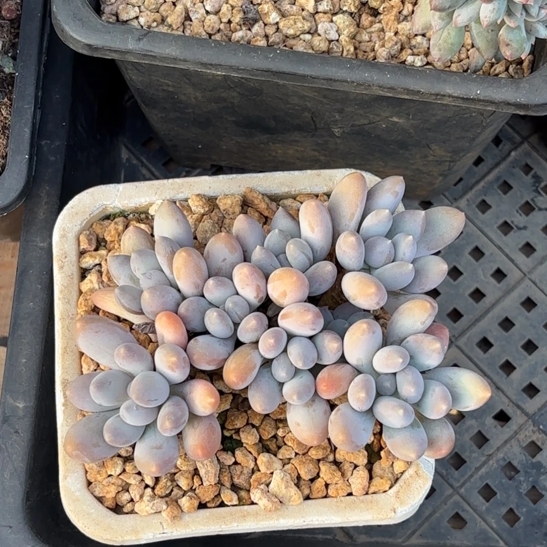 无花朵美人系杂交