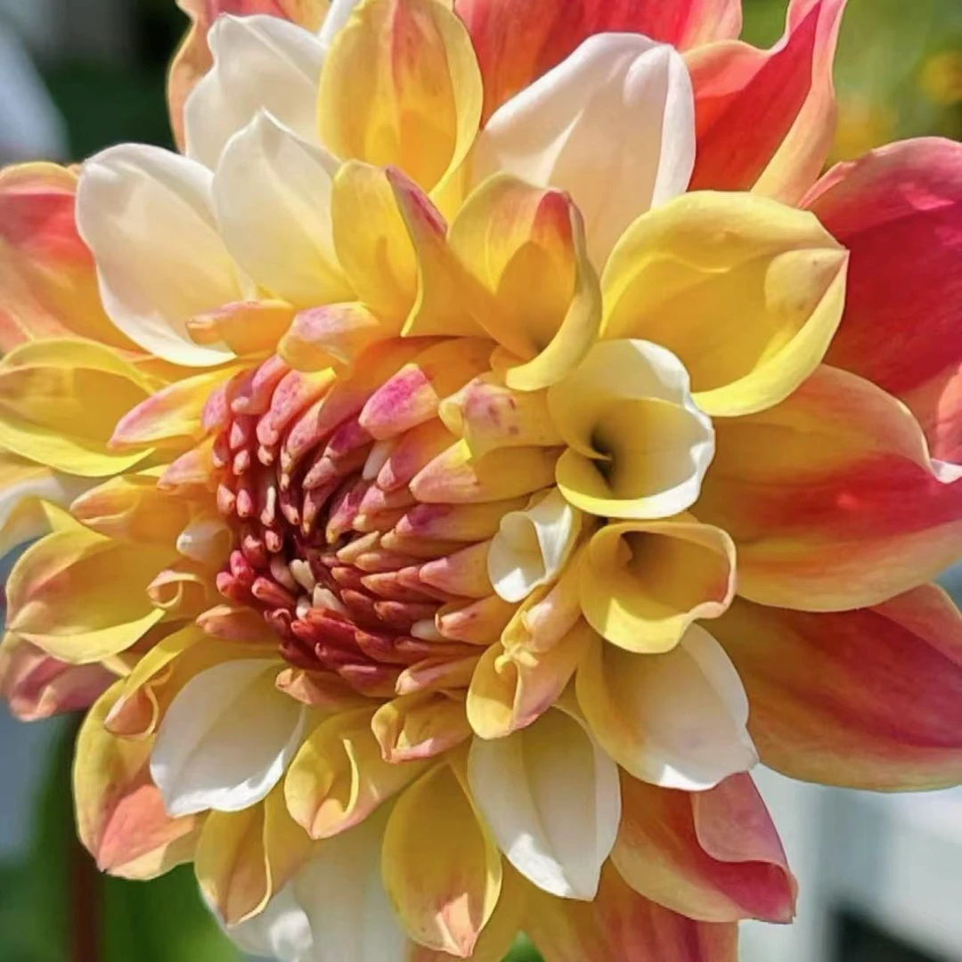 球型大丽【双吉尔】进口大丽花重瓣地瓜花卉多年生超长花期