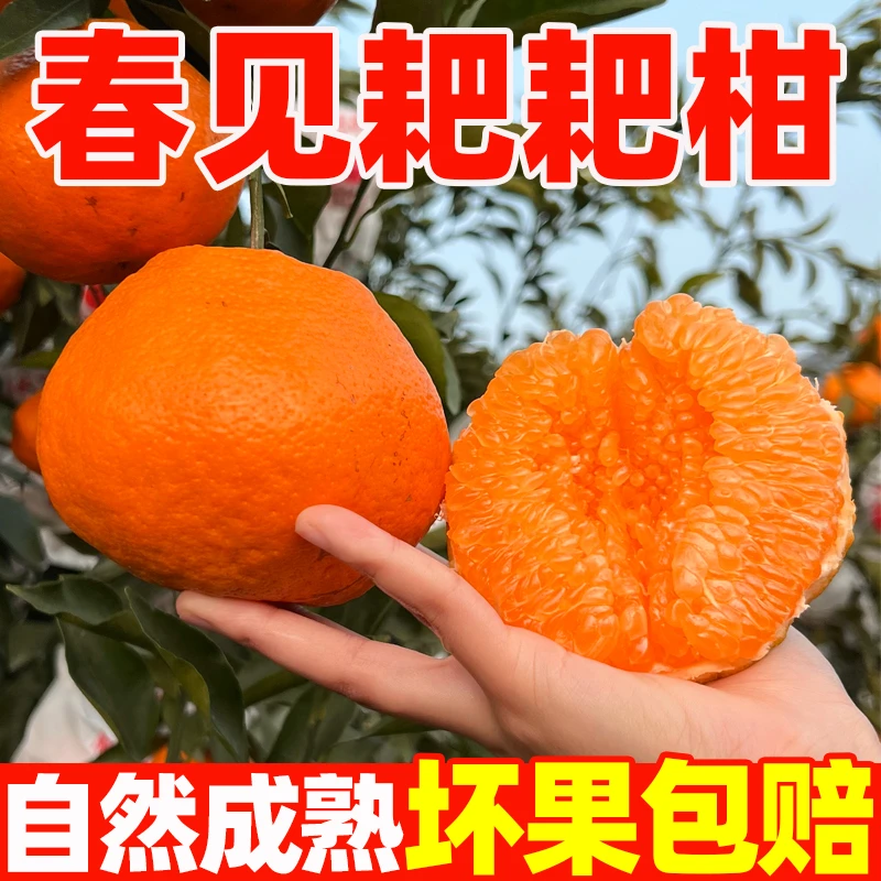 【正宗耙耙柑】春见耙耙柑香甜多汁当季新鲜水果应季水果