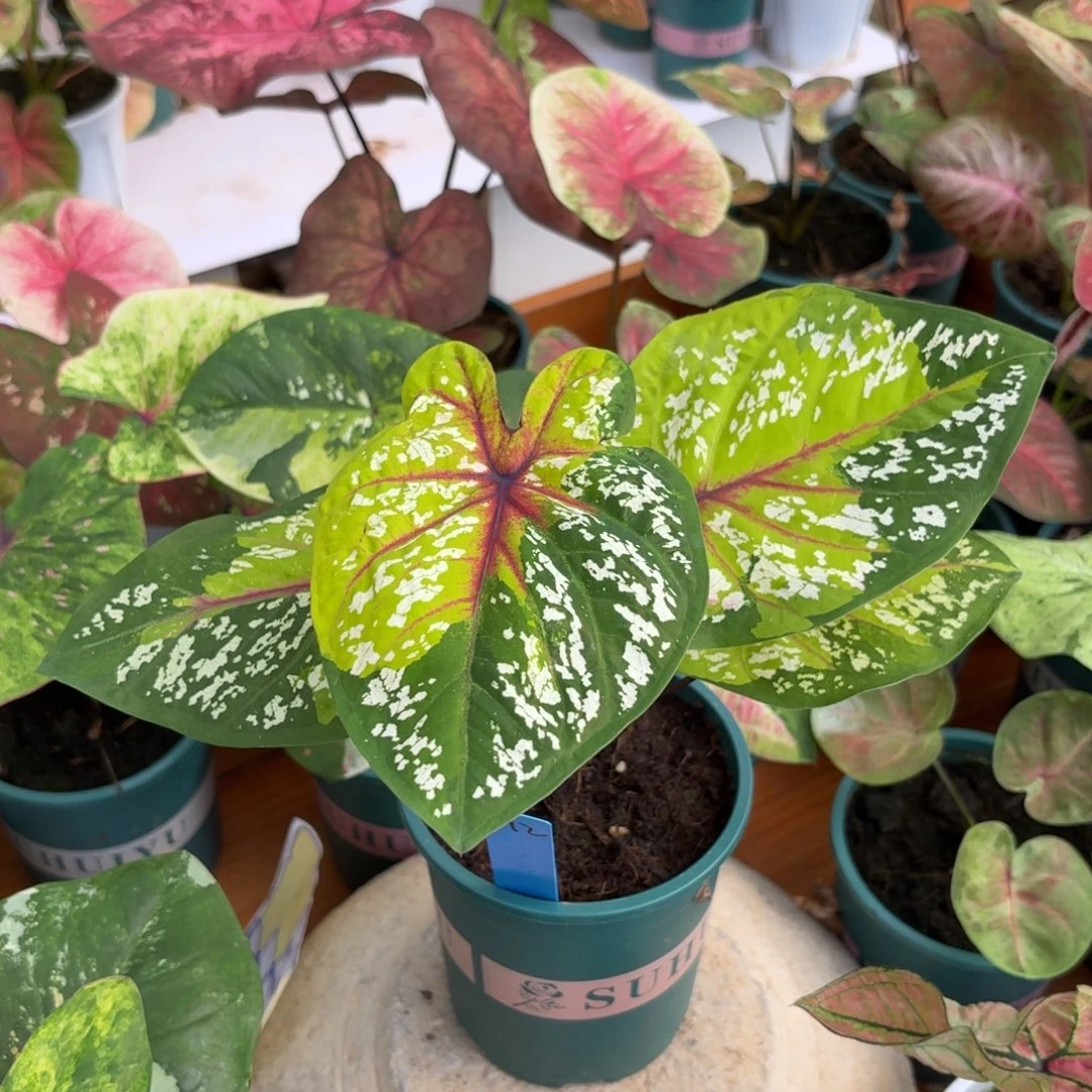 敖***敖野蜂飞舞泰国彩叶芋92-0917