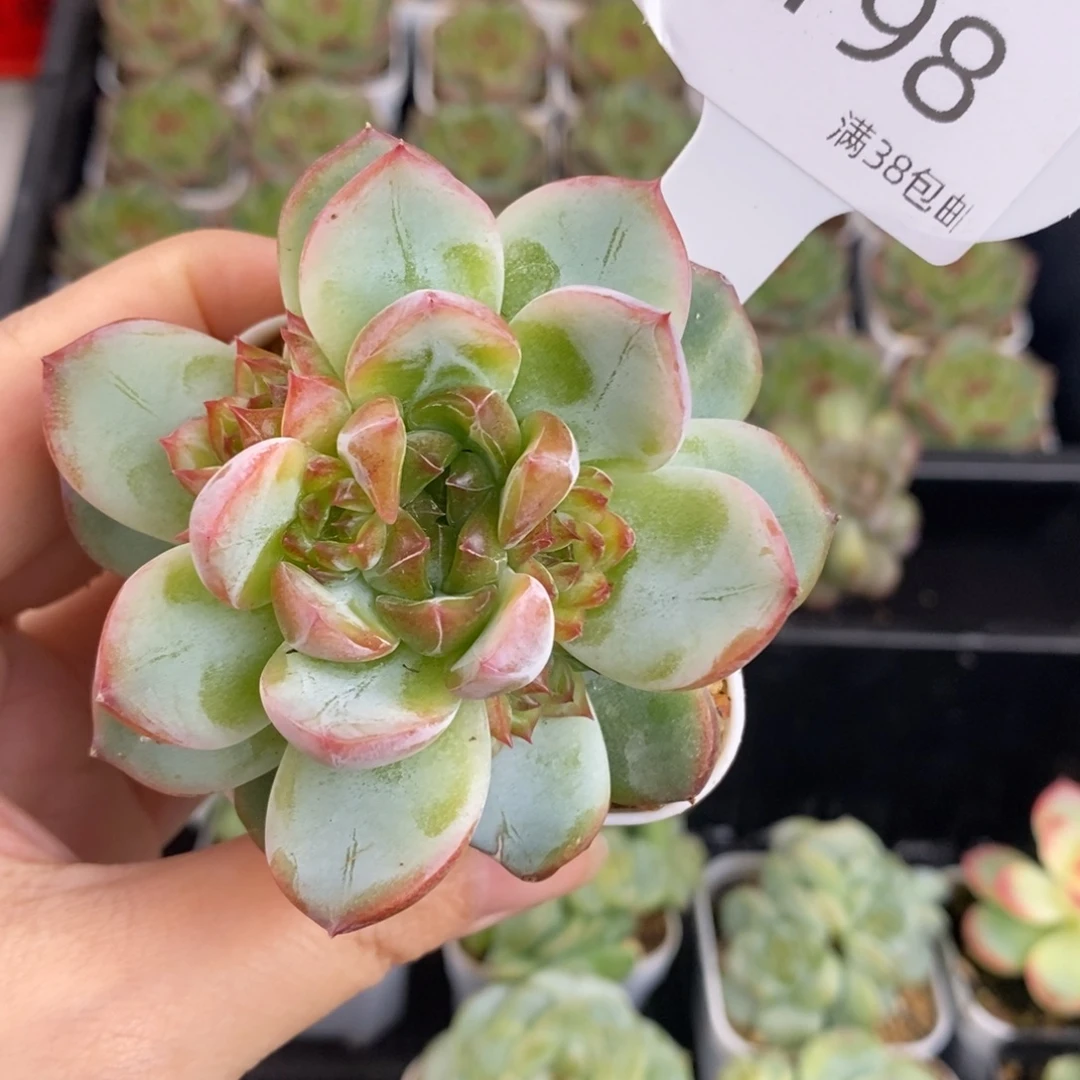 钻石珍妮8头群198号