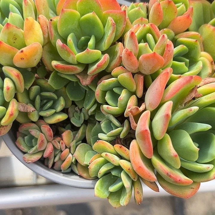 老桩甜心多肉植物