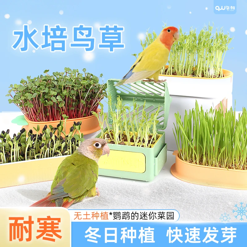 鹦鹉专用鸟草发芽饲料鸟草盒营养粮玄凤牡丹多营养鸟草盒小宠用品
