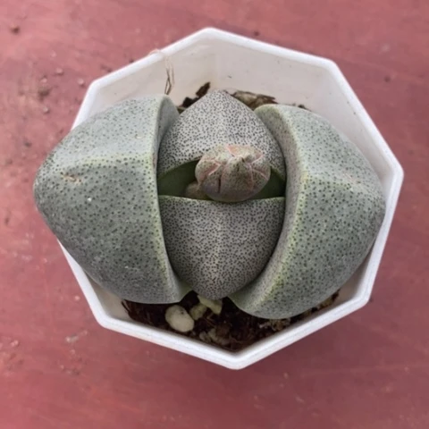 绿元宝单6仙人球