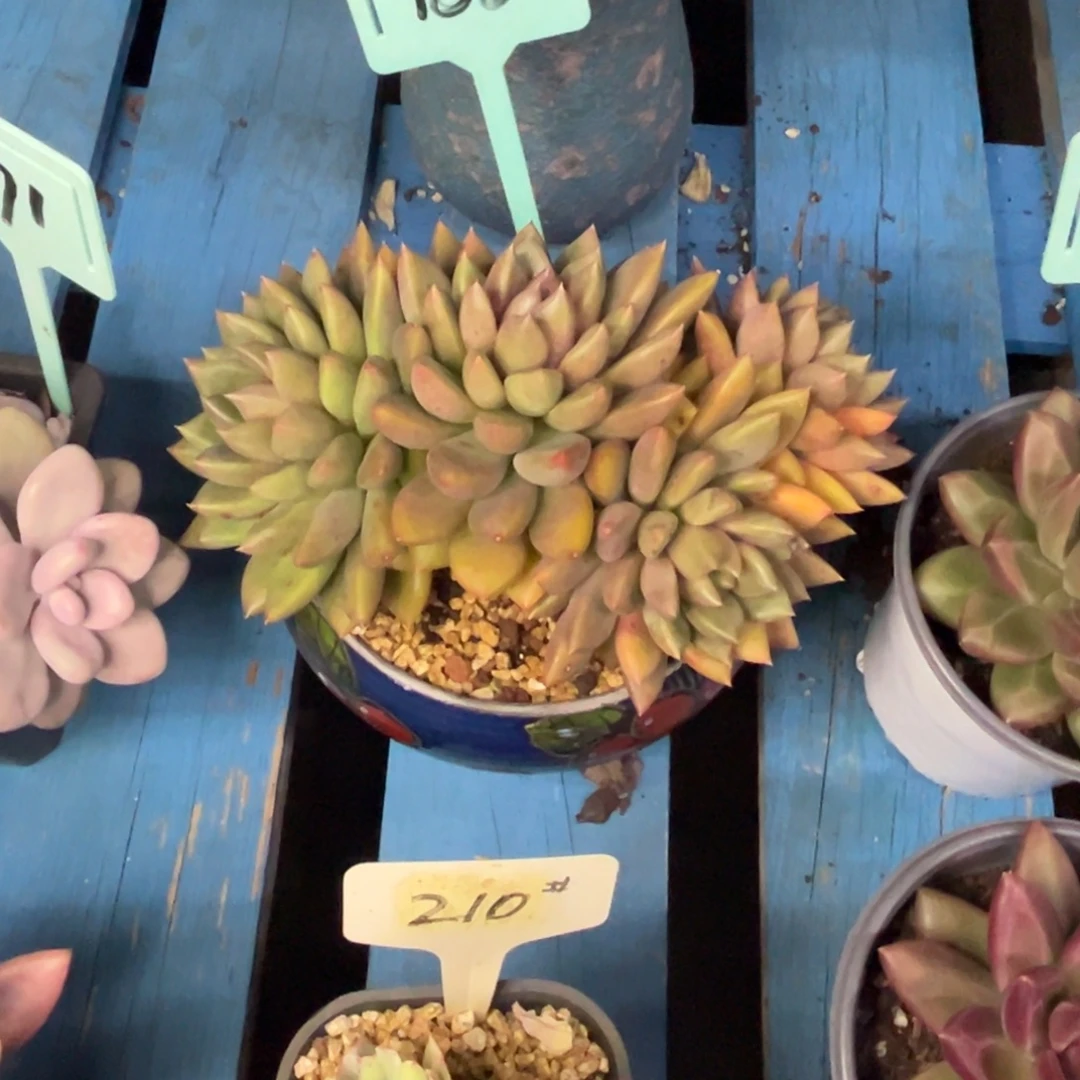 小雨多肉红象牙群