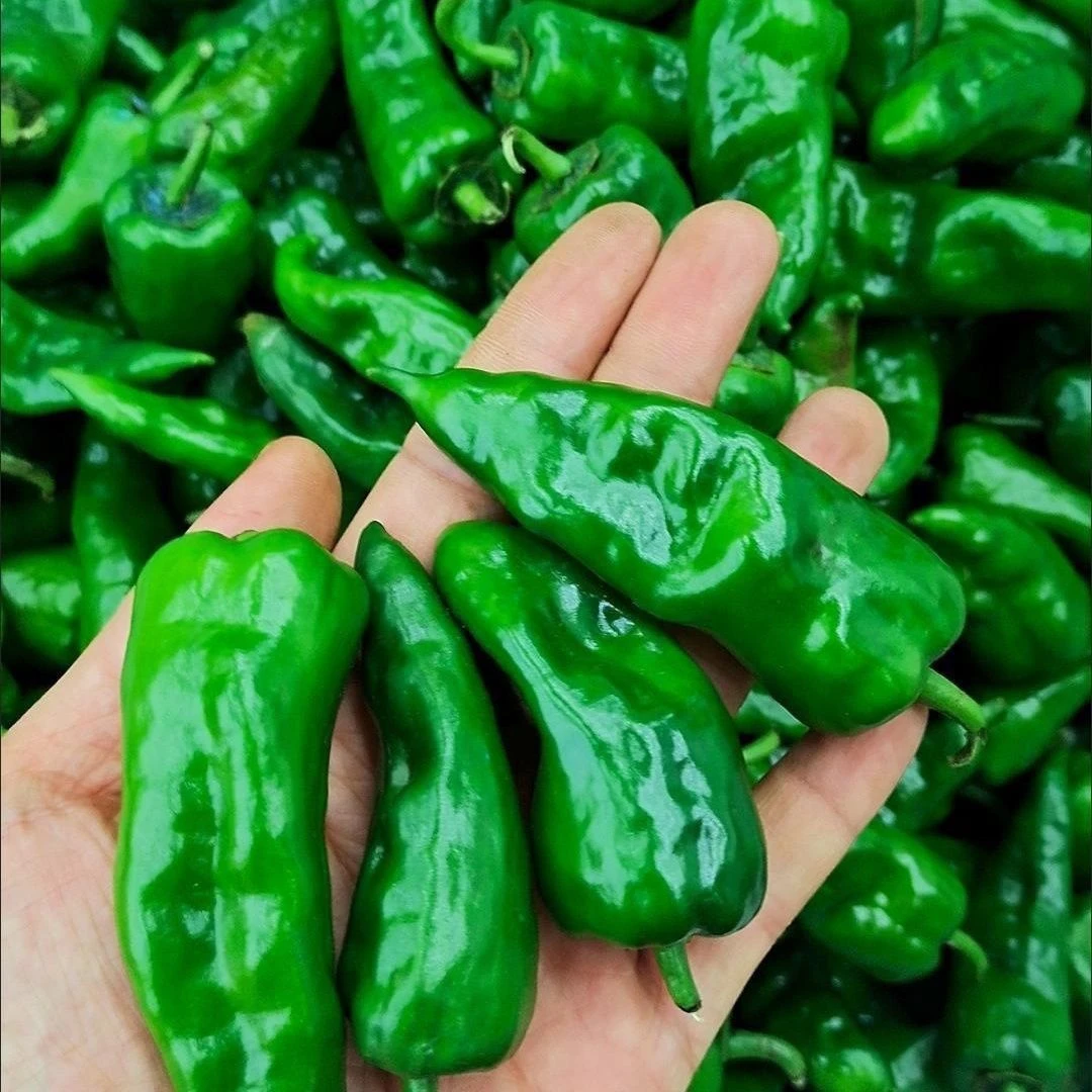 正宗江西余干小辣椒特辣农家薄皮蔬菜尖椒香辣虎皮菜椒新鲜青椒