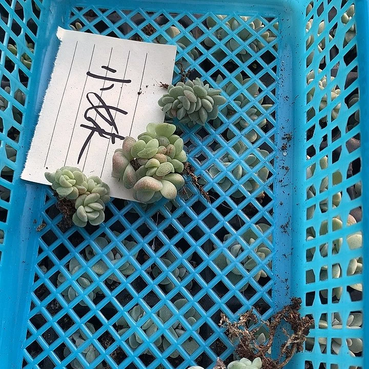 多肉植物一物一拍