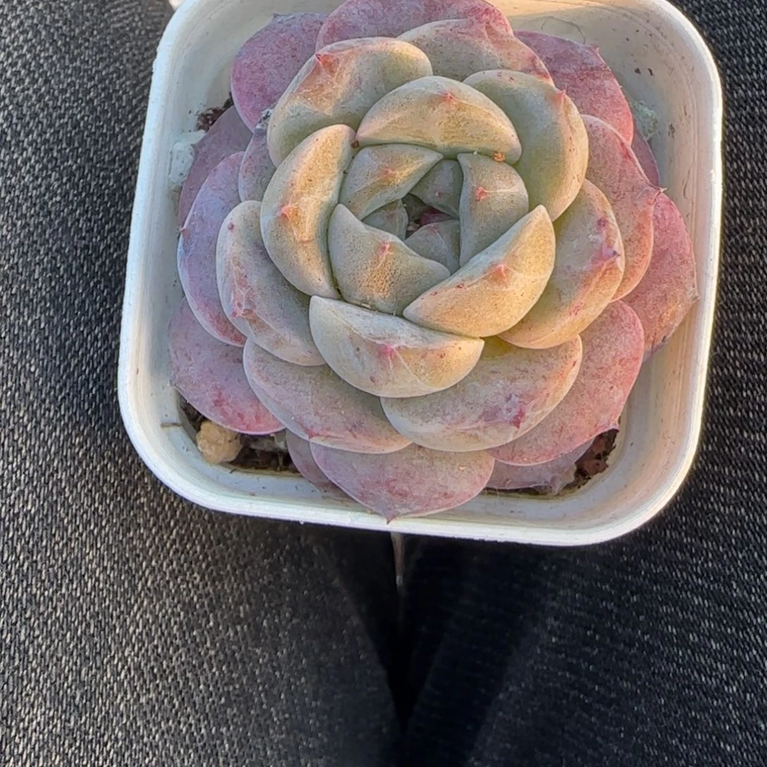 多肉小卡拉米糖心一物一拍