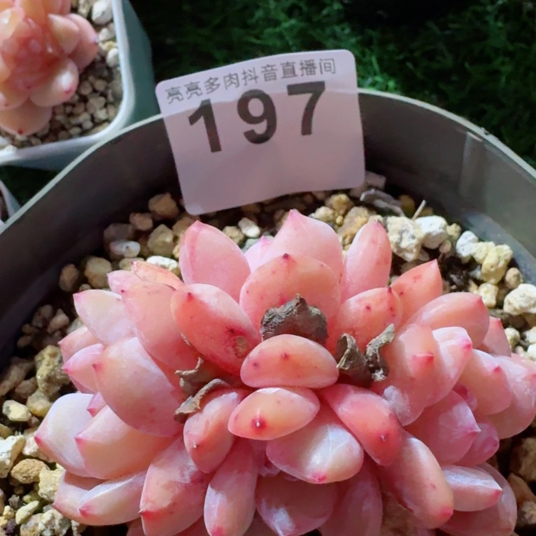 风***贝雪天使         精品多肉