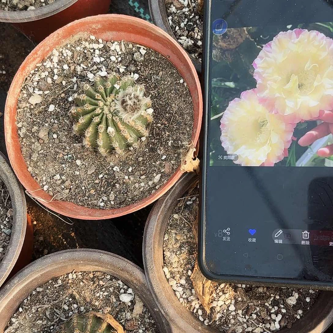 带根马丙彩极光20包邮仙人球瑕