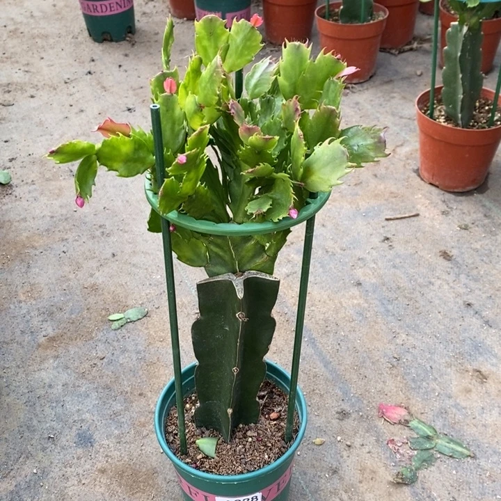 当前无花栽培后可以开花一**笑828嫁接083