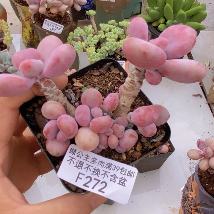 腰子桃蛋272多肉植物
