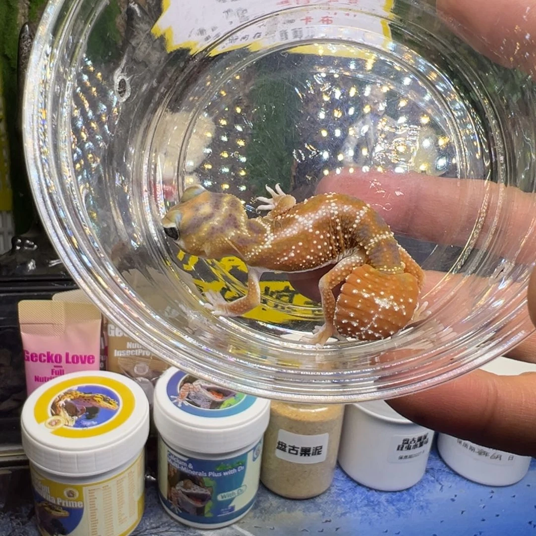 睫角守宫高白双隐弟弟成体