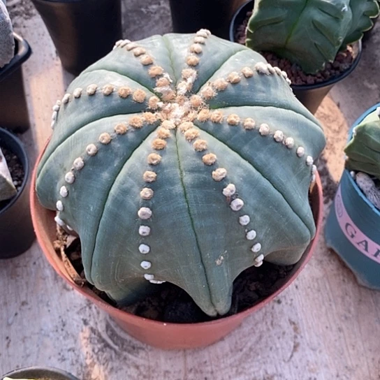 小***艿一个大海星兜仙人球