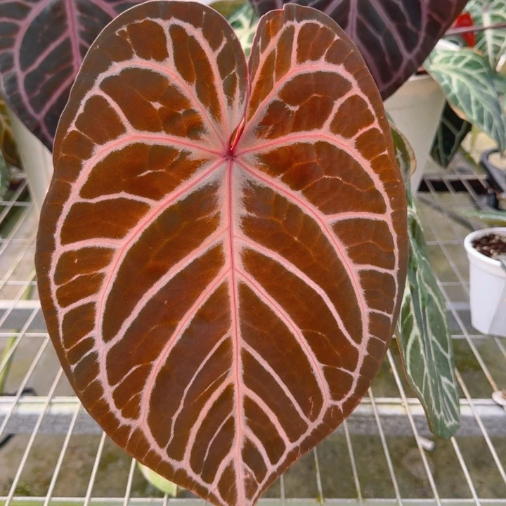 完全开放18红水晶F3母本