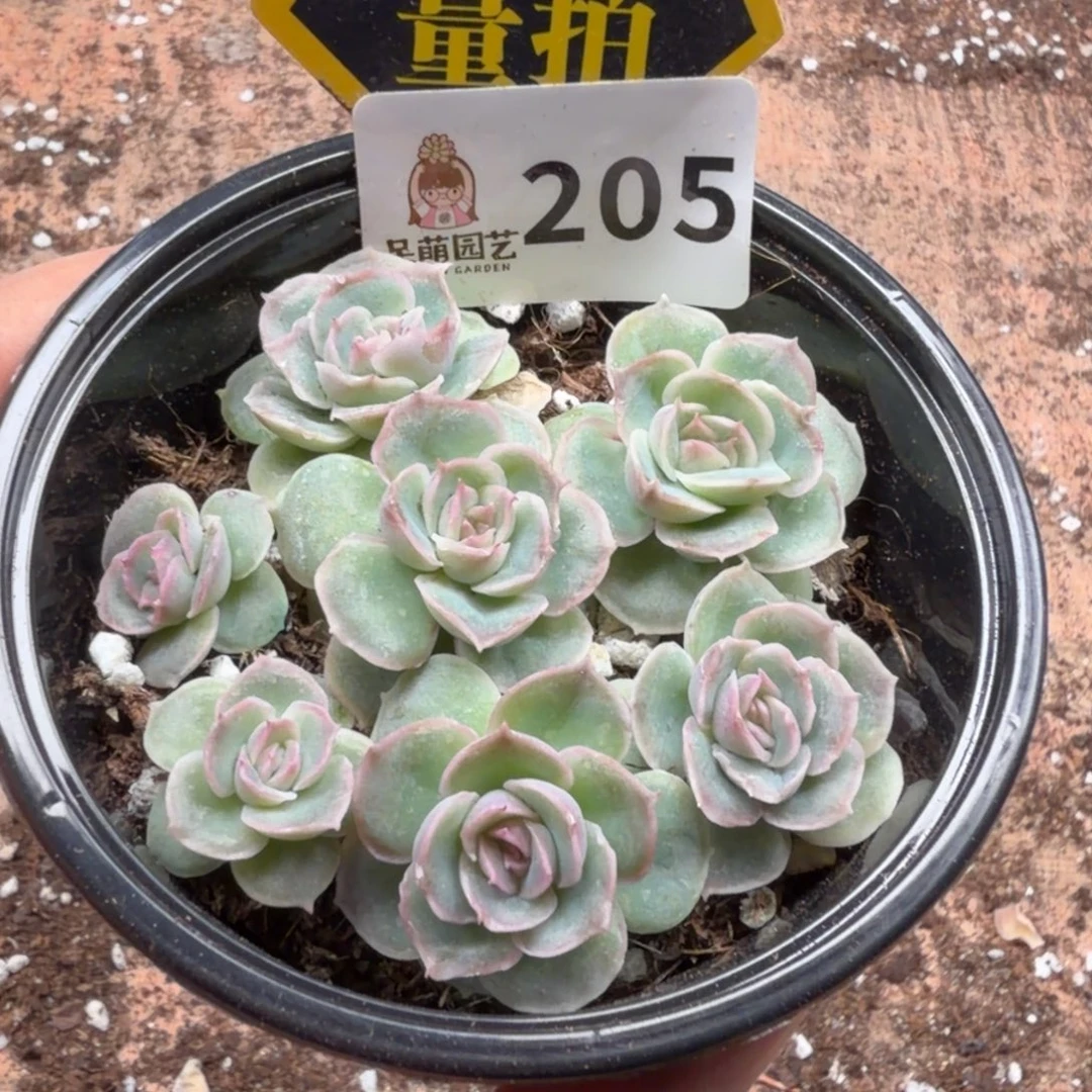 多肉植物多肉植物