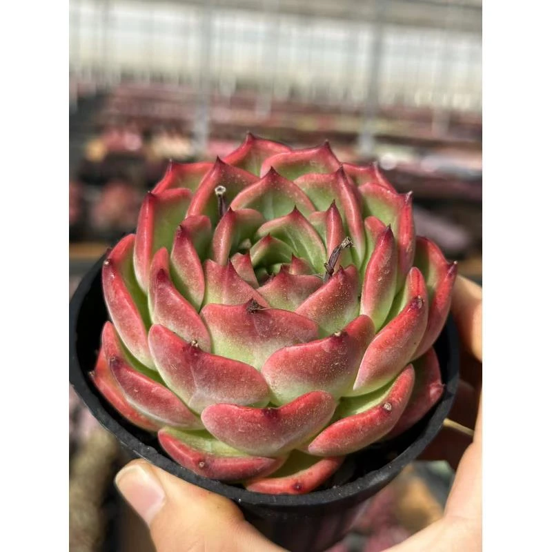 10#翠竹多肉植物 前男友精品多肉 A178