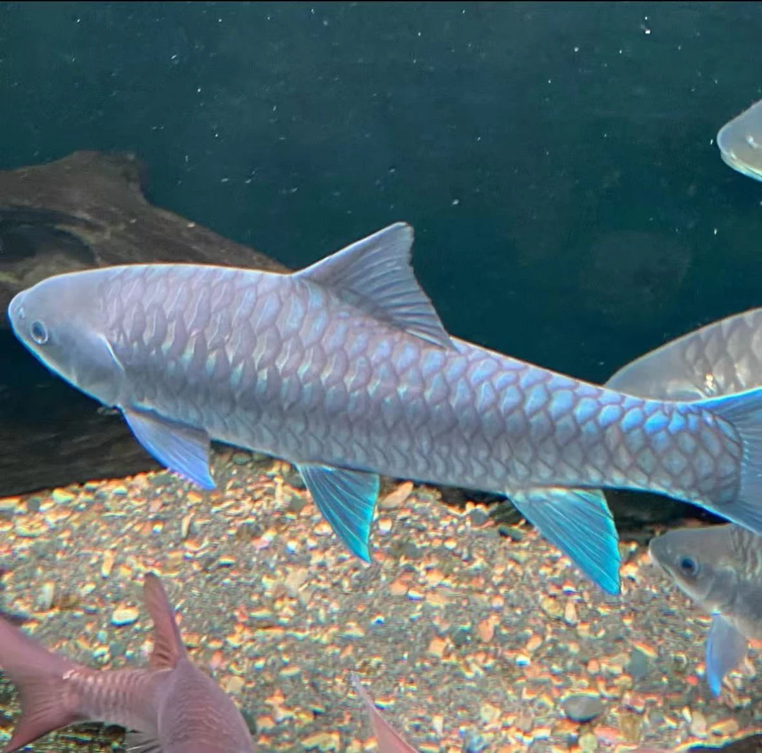 缅甸异口蓝吉罗鱼