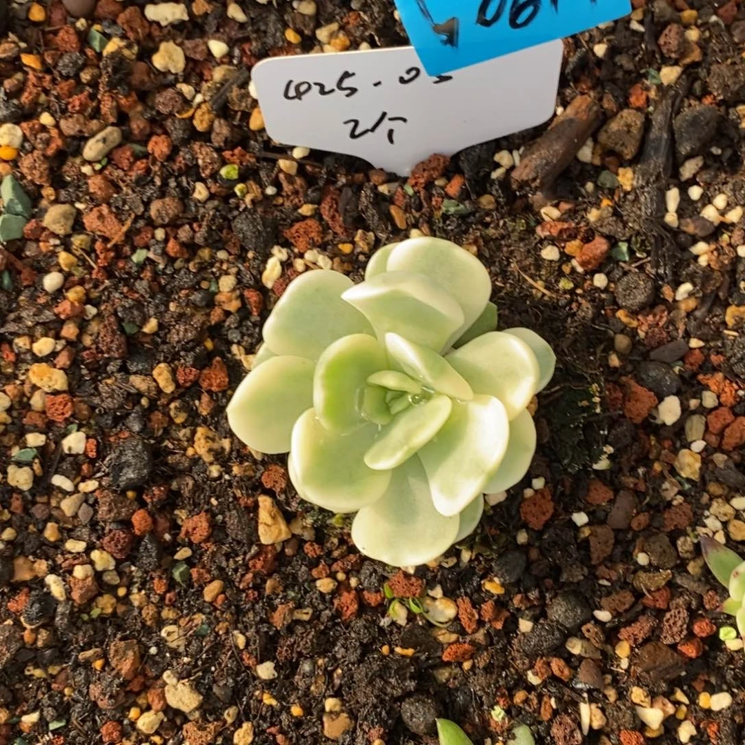 訸*多肉植物多肉植物0614