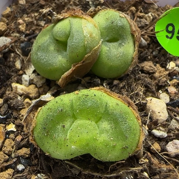 缀化水晶鞋多肉脱土952