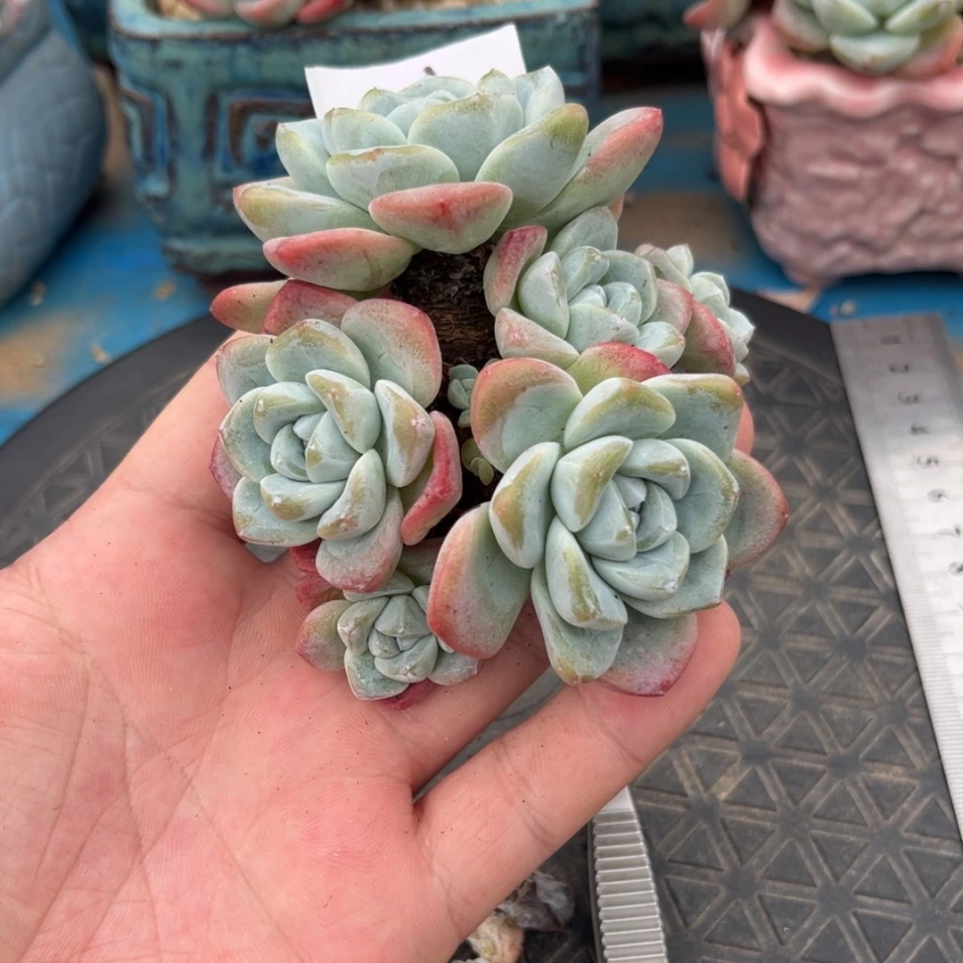 01冰玉造型老装6头10厘米