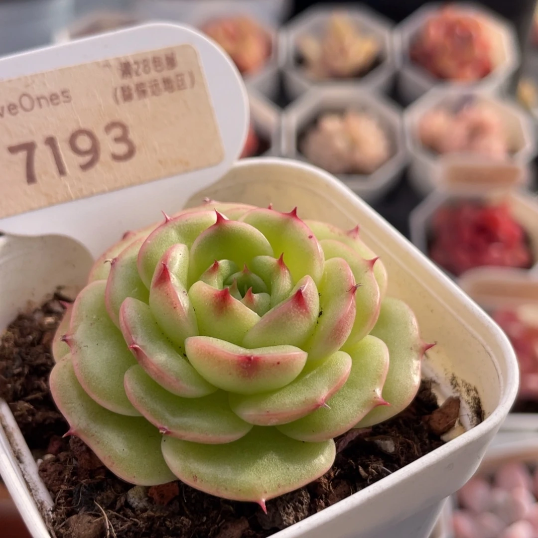 圆心7193-5.0厘米