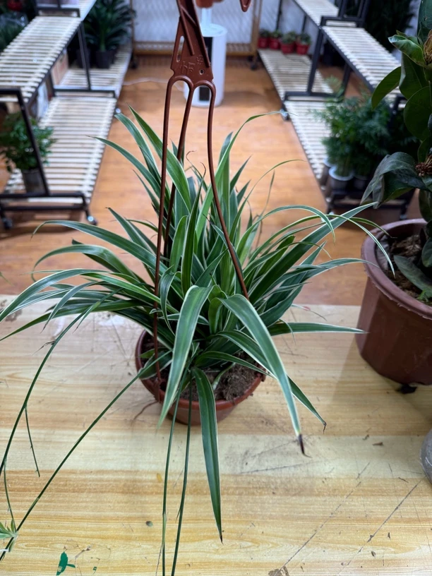 金边吊兰（拉萨发货西藏包邮）