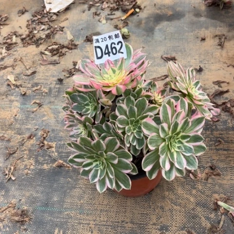 462海鲜不包断枝