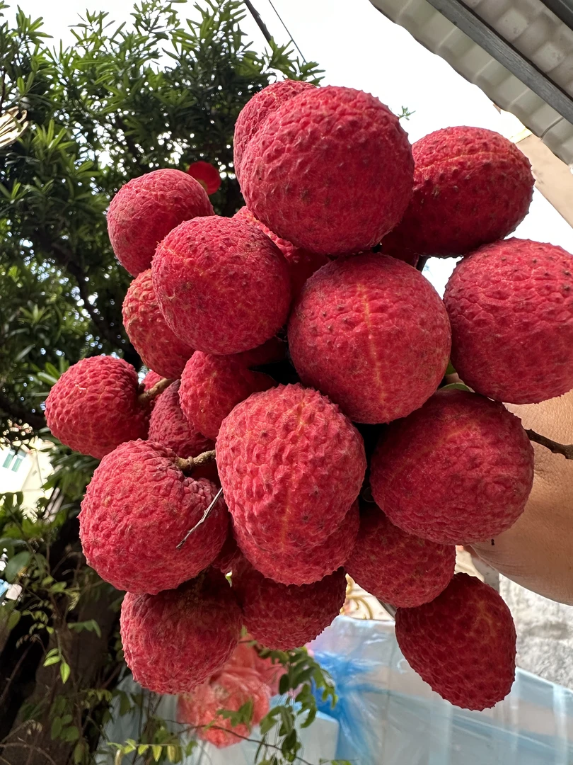 （省外）新鲜本地冰荔