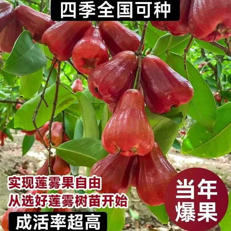 正宗嫁接大叶红莲雾果树苗庭院植物盆栽地栽阳台四季可种植果树苗