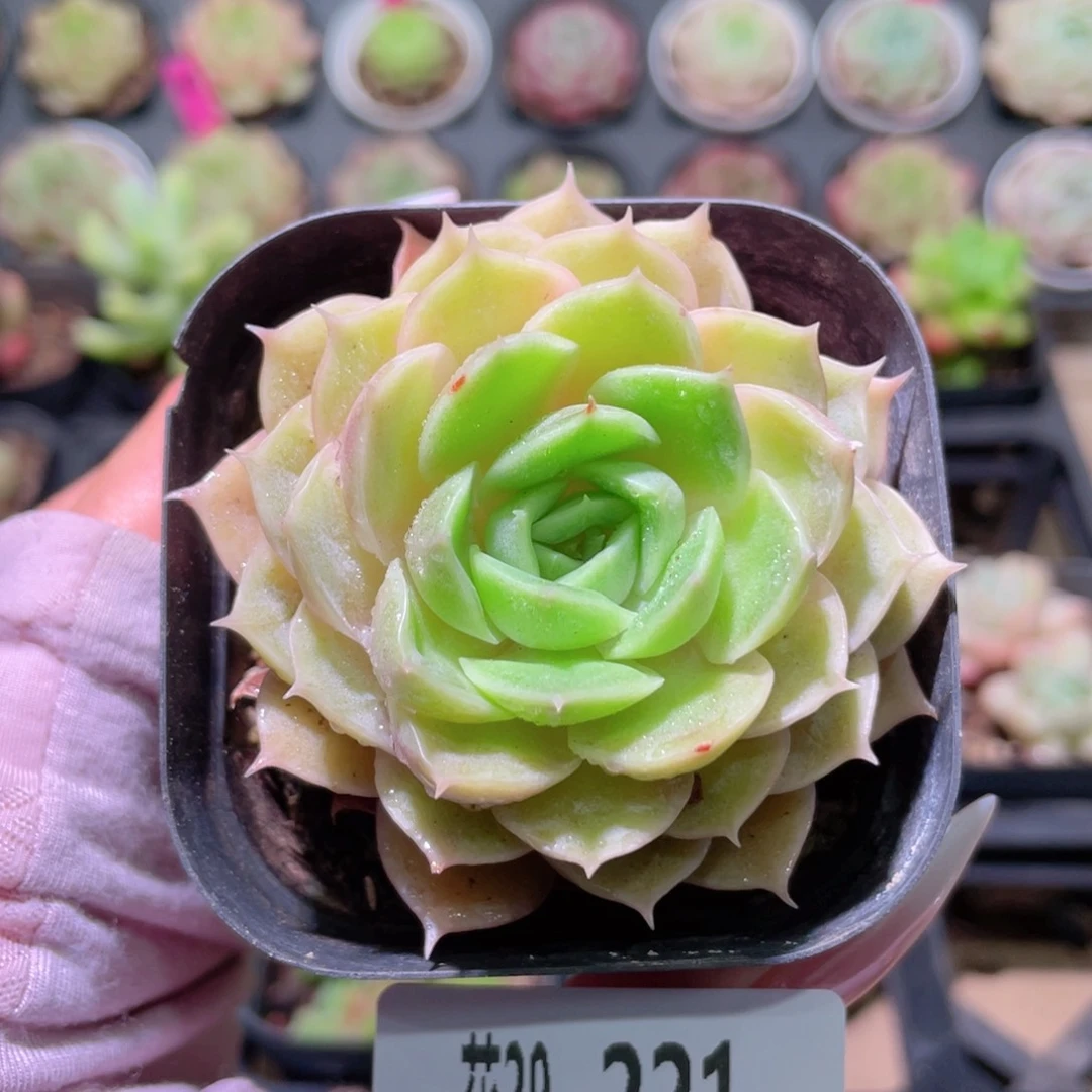 花利美29-221昂斯诺