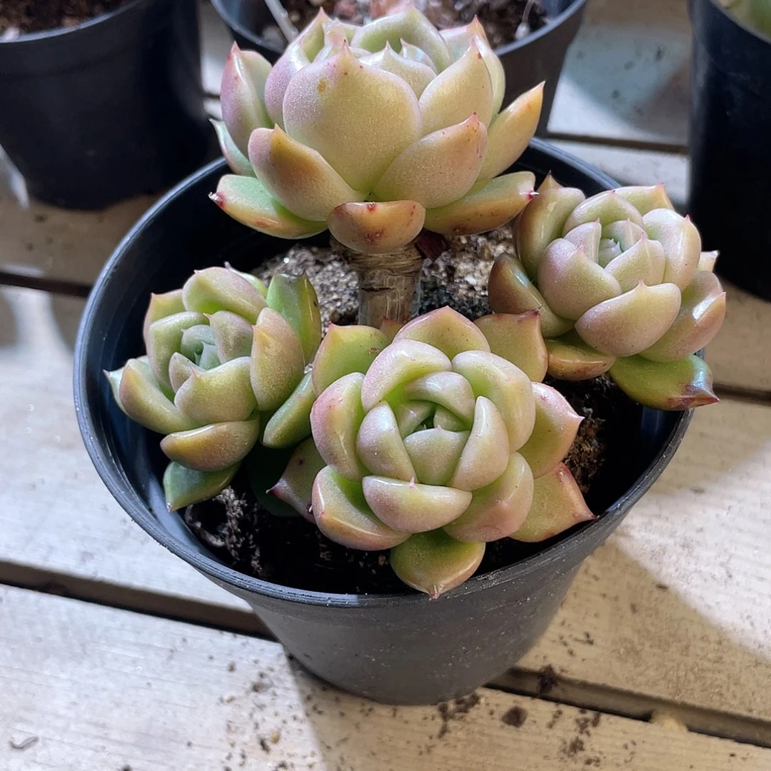 0436  冰城  六月六