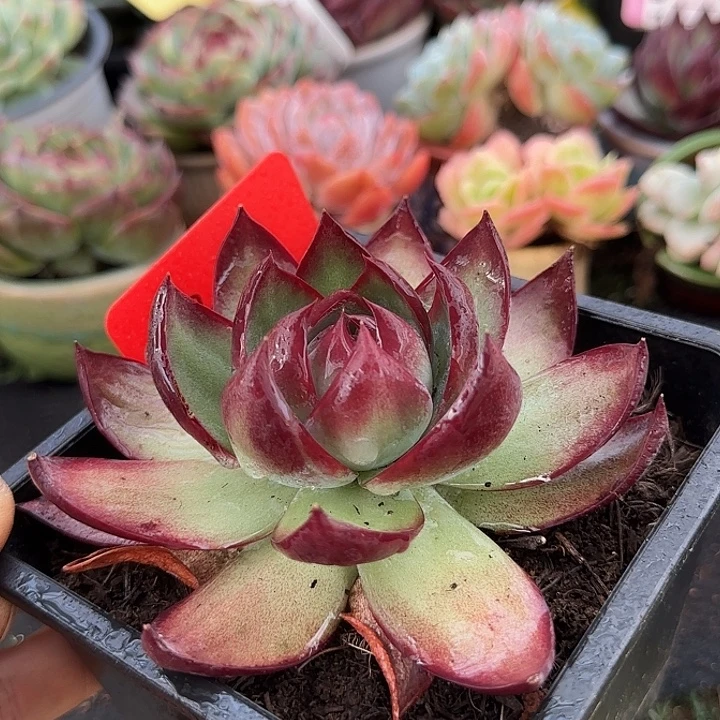 黑红惊鸿一物一拍包装收缩花旱208
