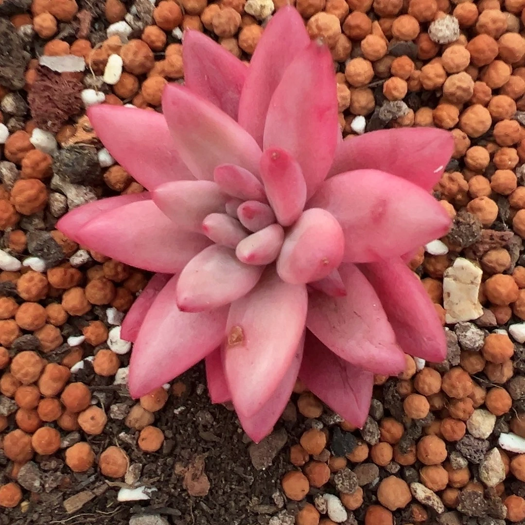 蜜桃波波锦多肉植物