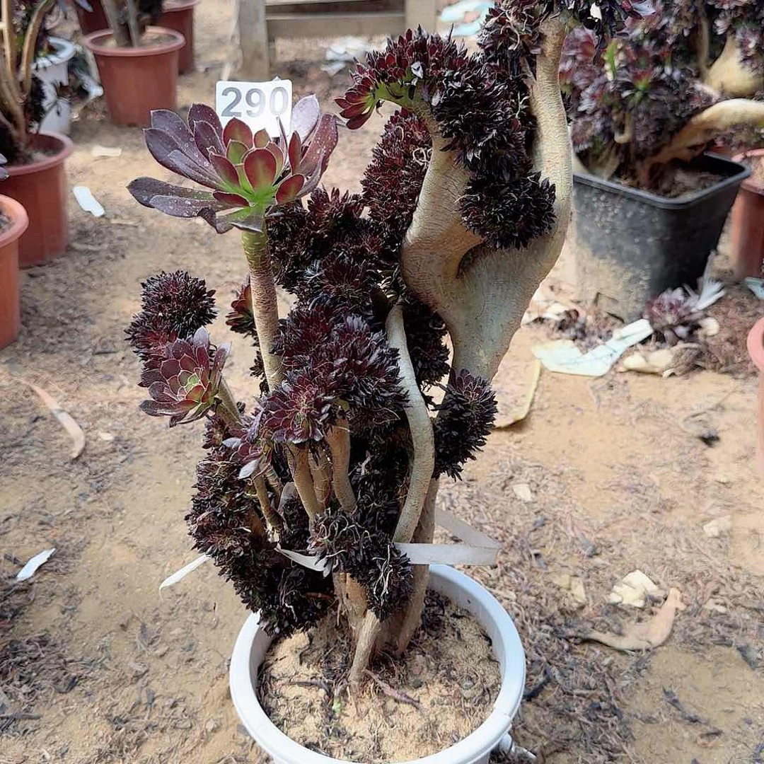 290黑法师一颗呀呀