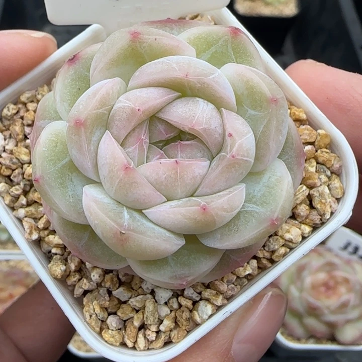 923号mn晗雨多肉植物