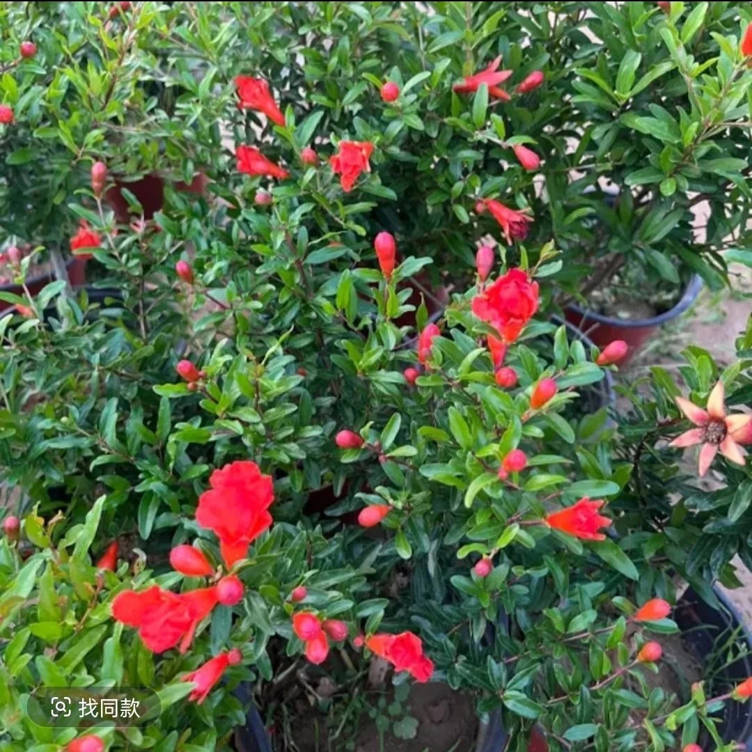 石榴地栽盆栽四季开花带花苞喜阳喜湿南北方均可种植观赏花卉