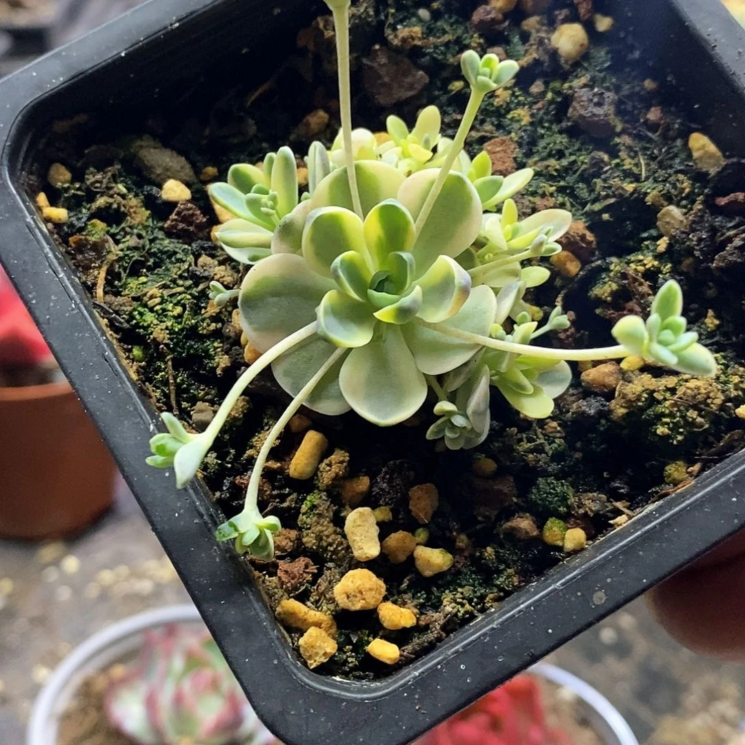 1407精美多肉子持莲花锦