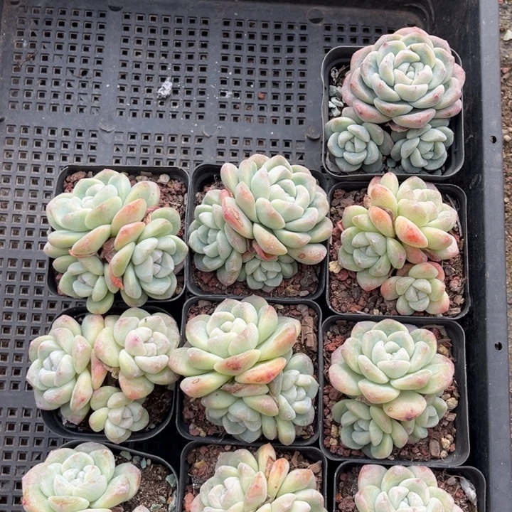 冰玉多肉七方盆一组10个7号