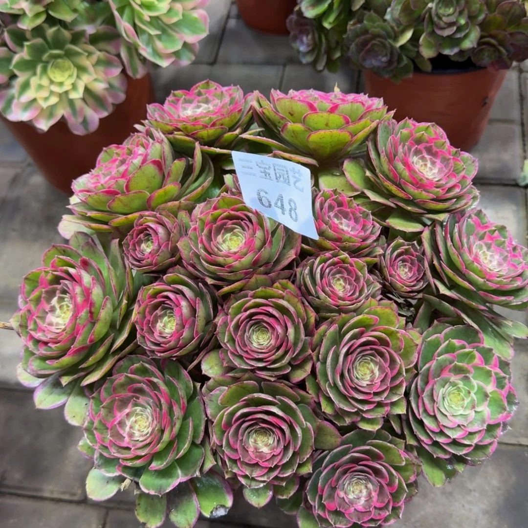 青***角多肉植物648粉花妖