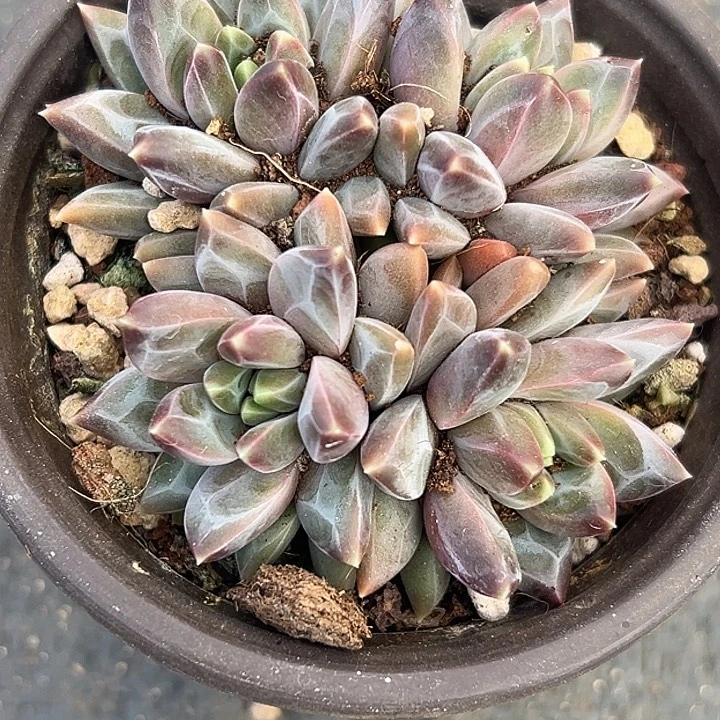 美人杂交特价一物一拍